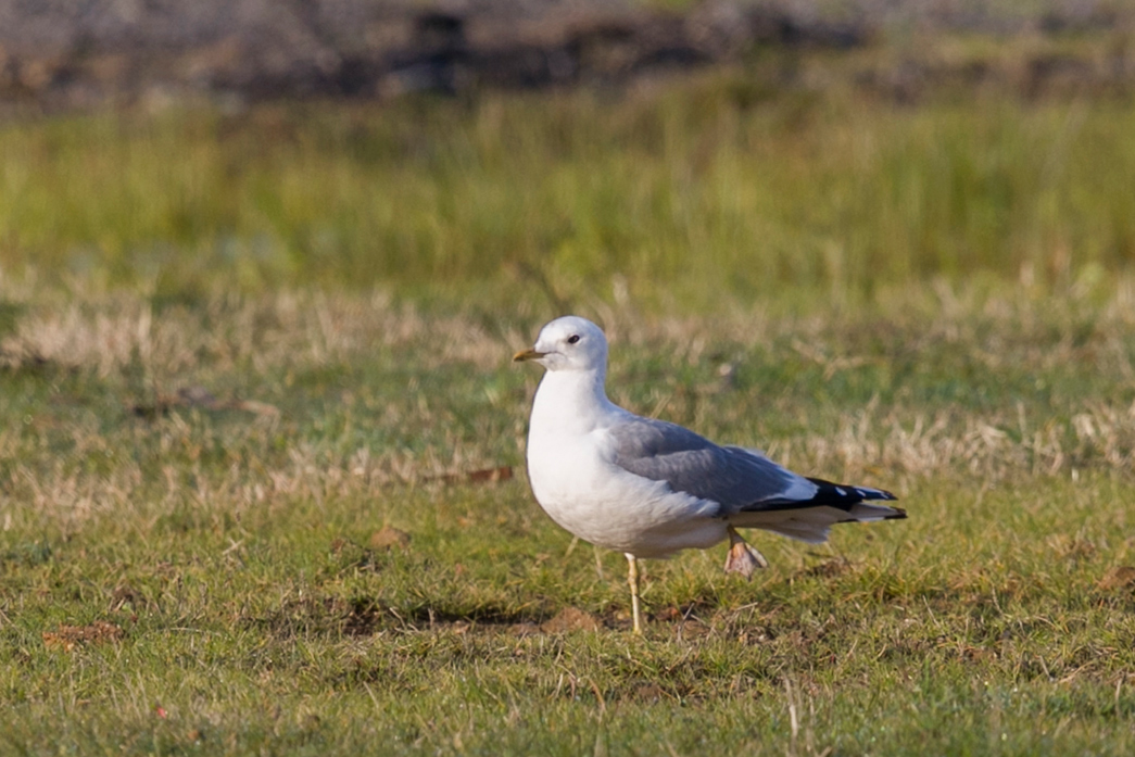Mew Gull