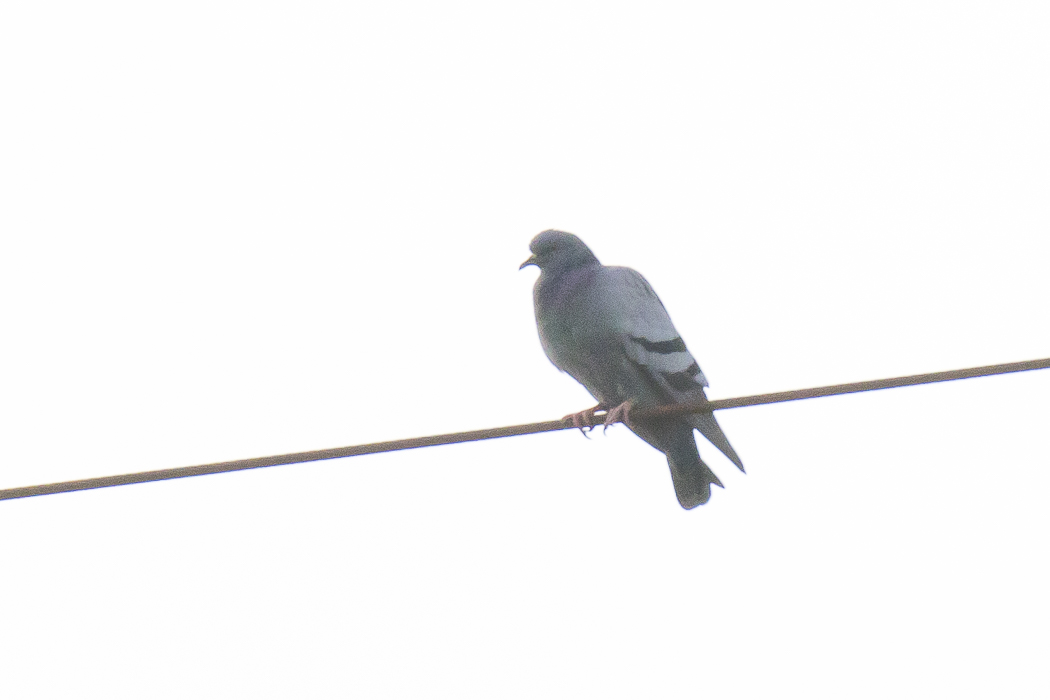 Rock Dove