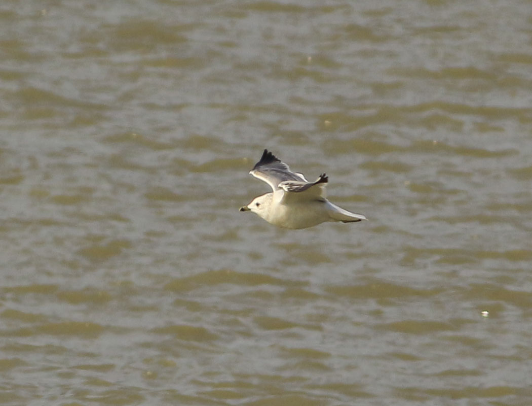 Mew Gull