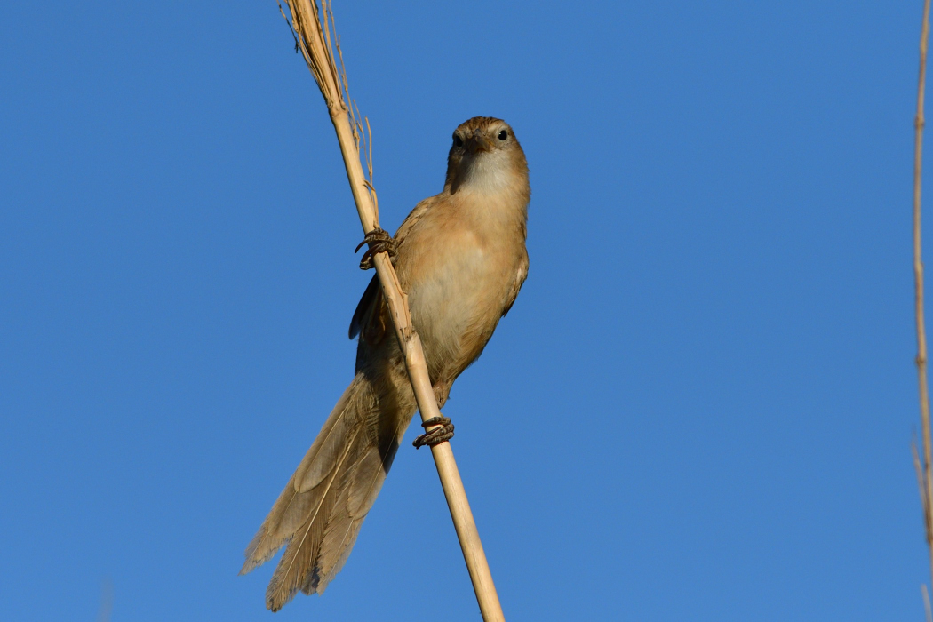 Iraq Babbler