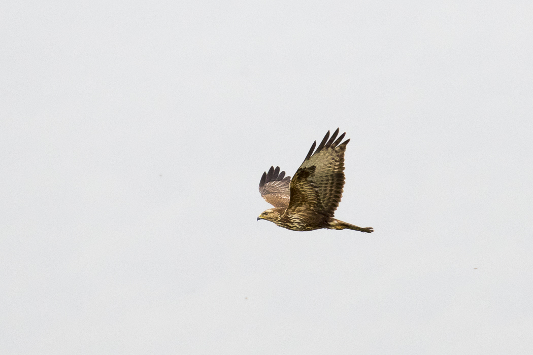 Common Buzzard