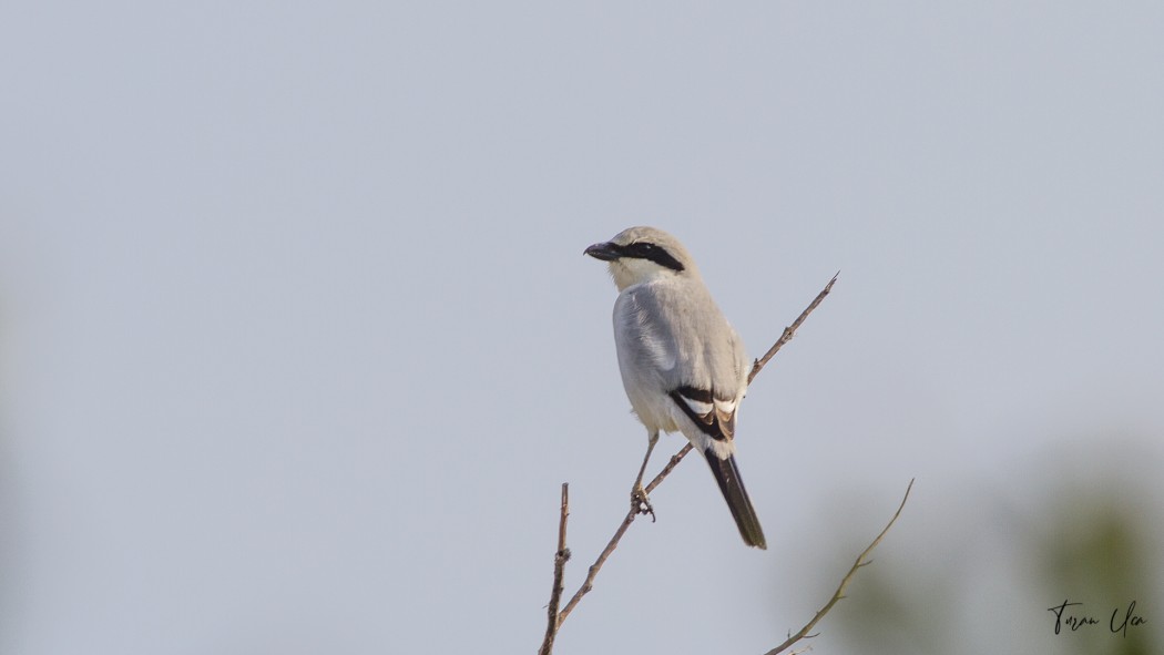 Great Grey Shrike