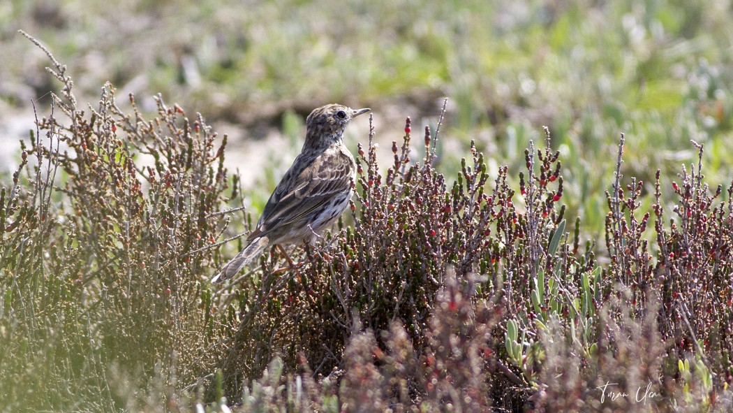 Water Pipit