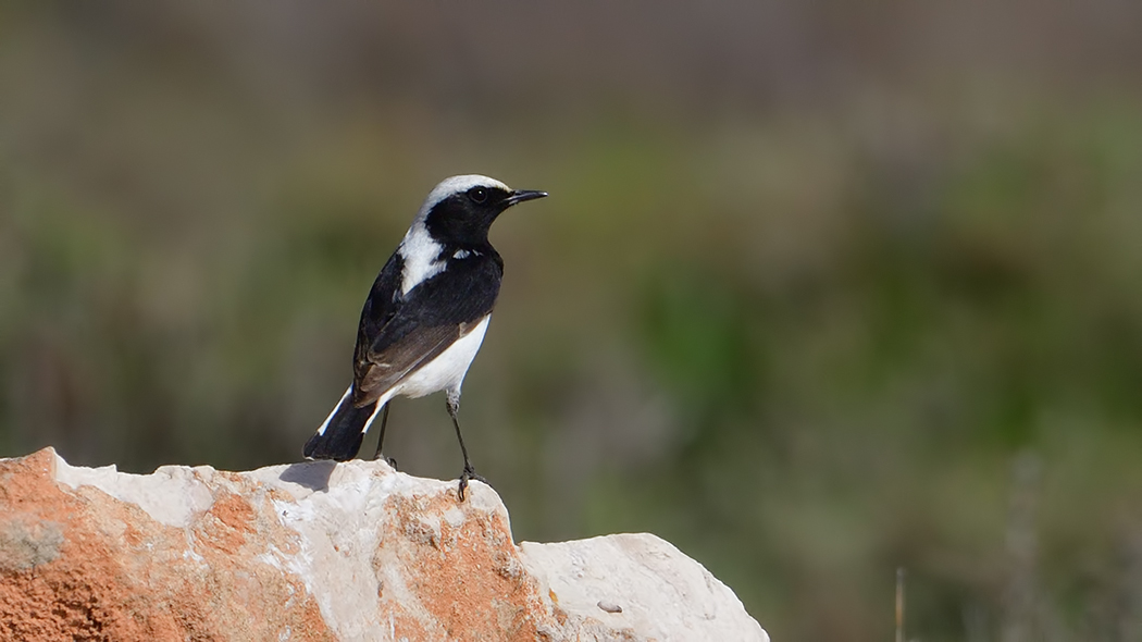Finsch`s Wheatear