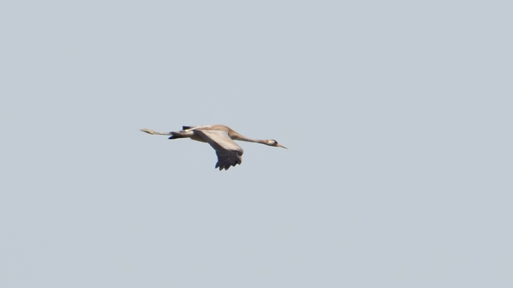 Common Crane