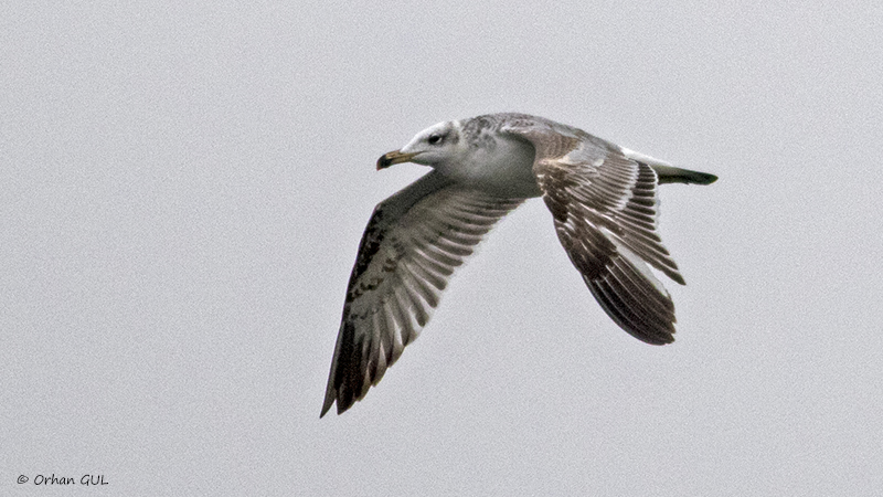 Pallas`s Gull