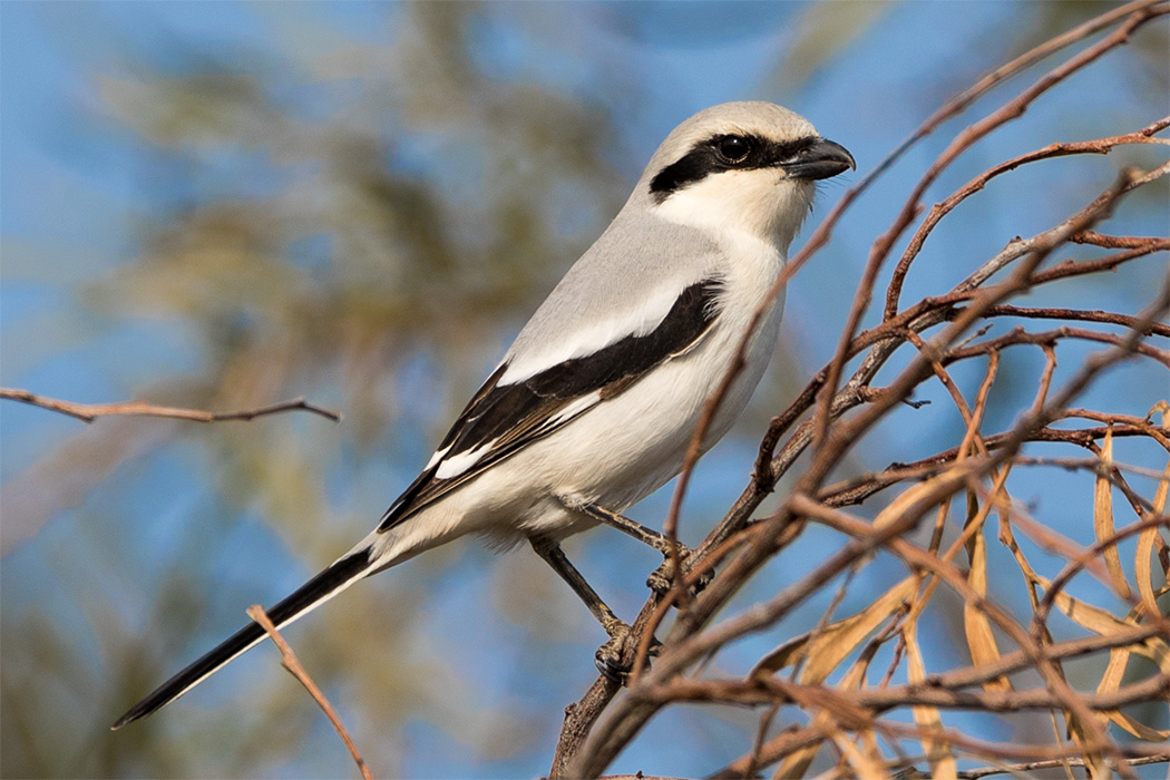 Great Grey Shrike