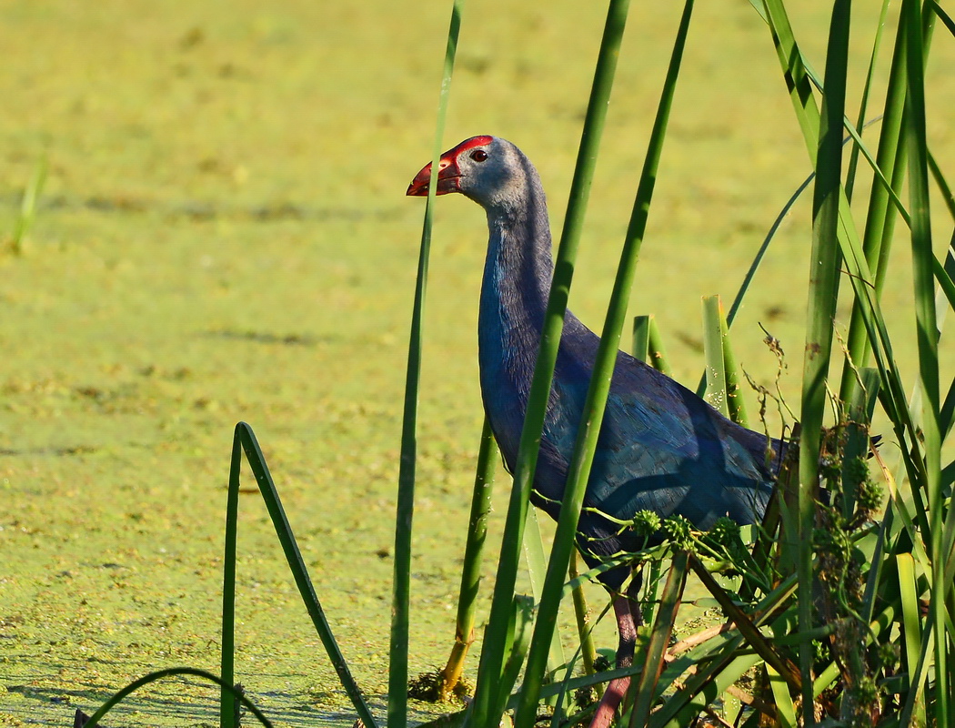 Grey-headed Swamphen