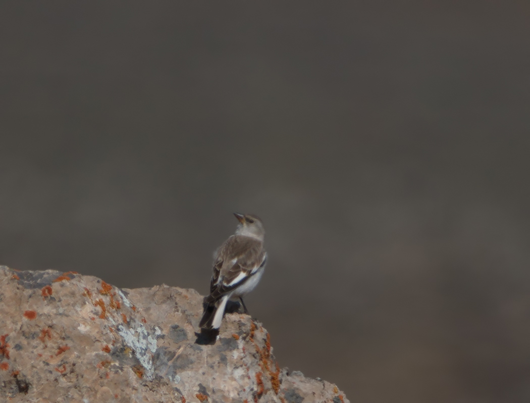 White-winged Snowfinch