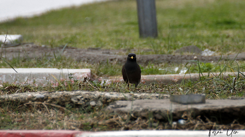 Common Myna