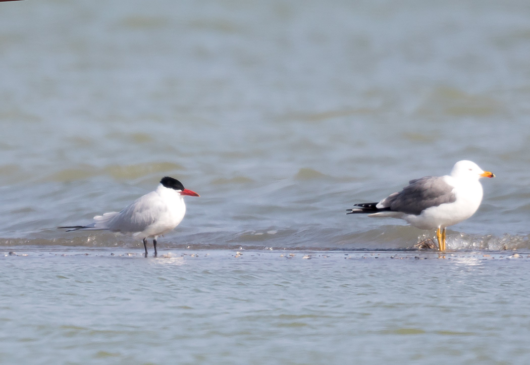 Caspian Tern