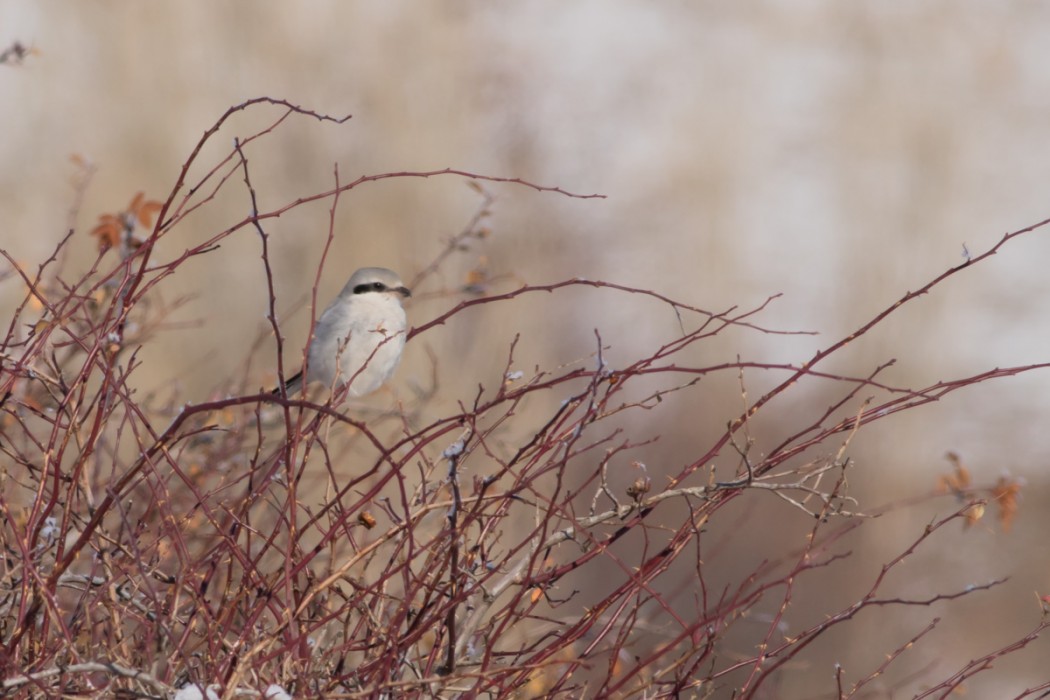 Great Grey Shrike