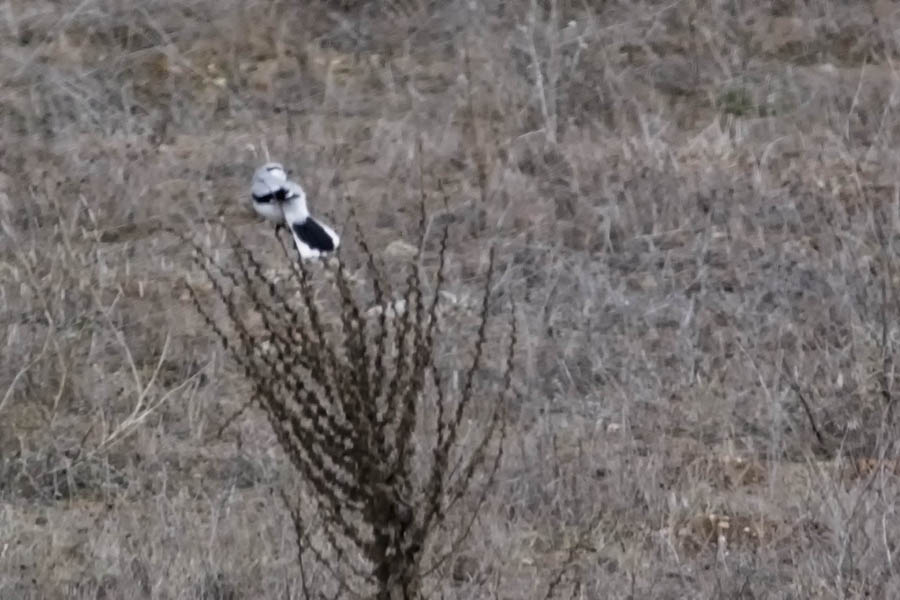 Great Grey Shrike