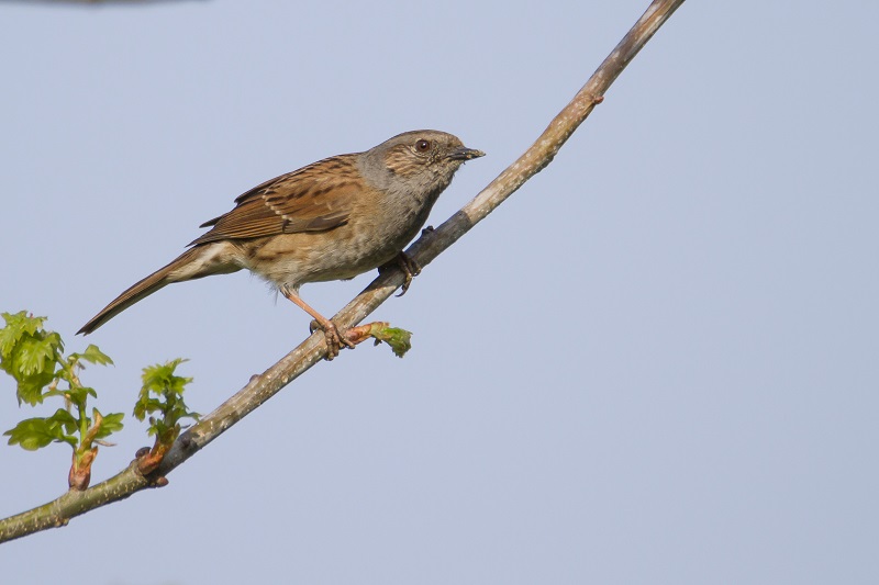 Dunnock