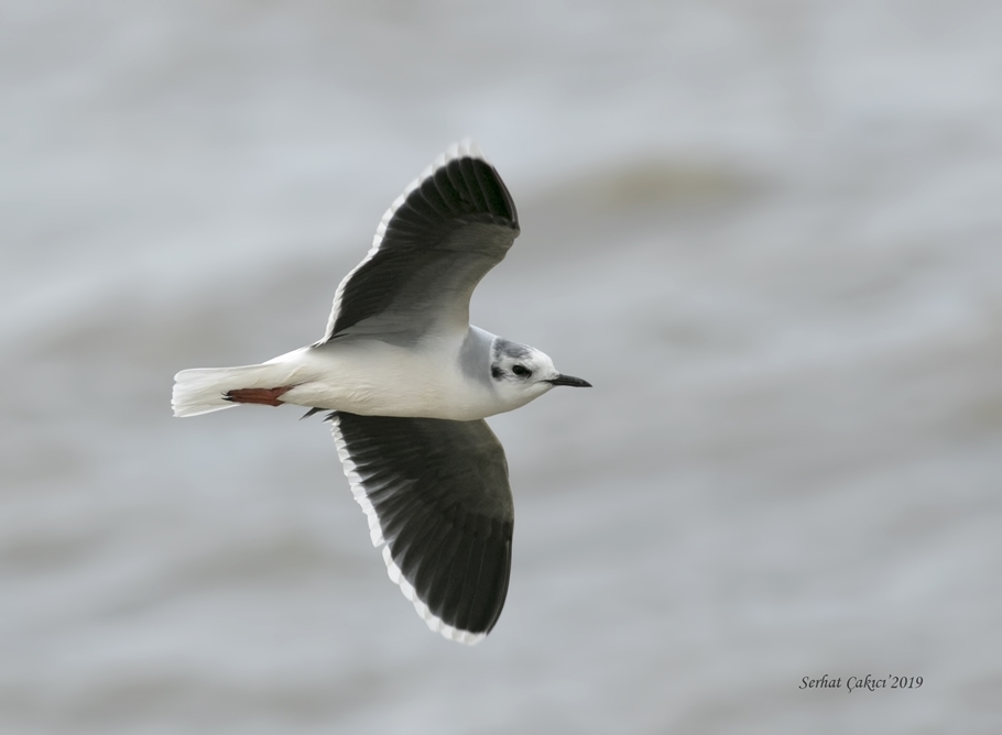 Little Gull