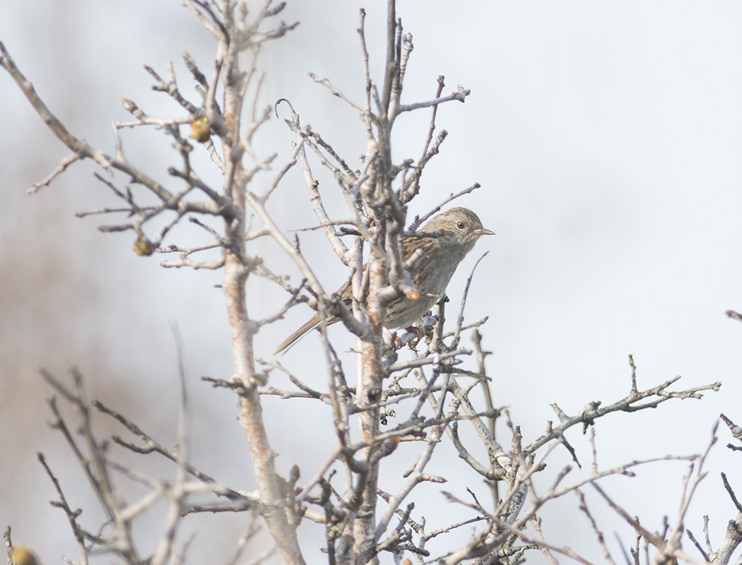 Dunnock