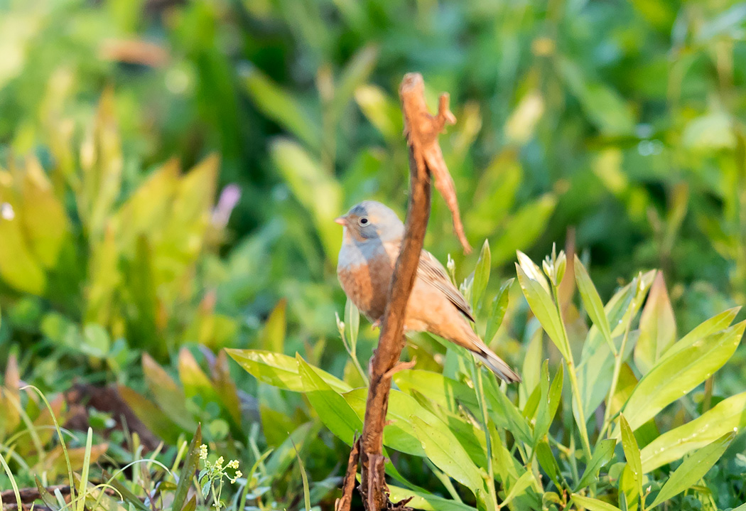 Cretzschmar`s Bunting