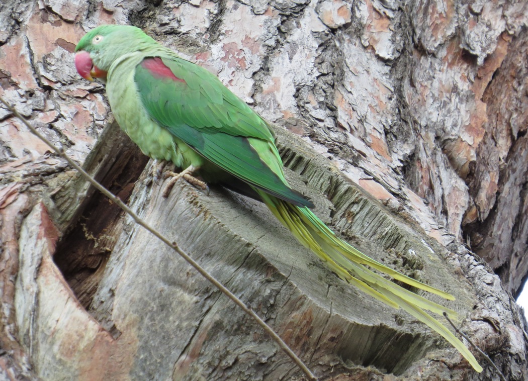 Alexandrine Parakeet