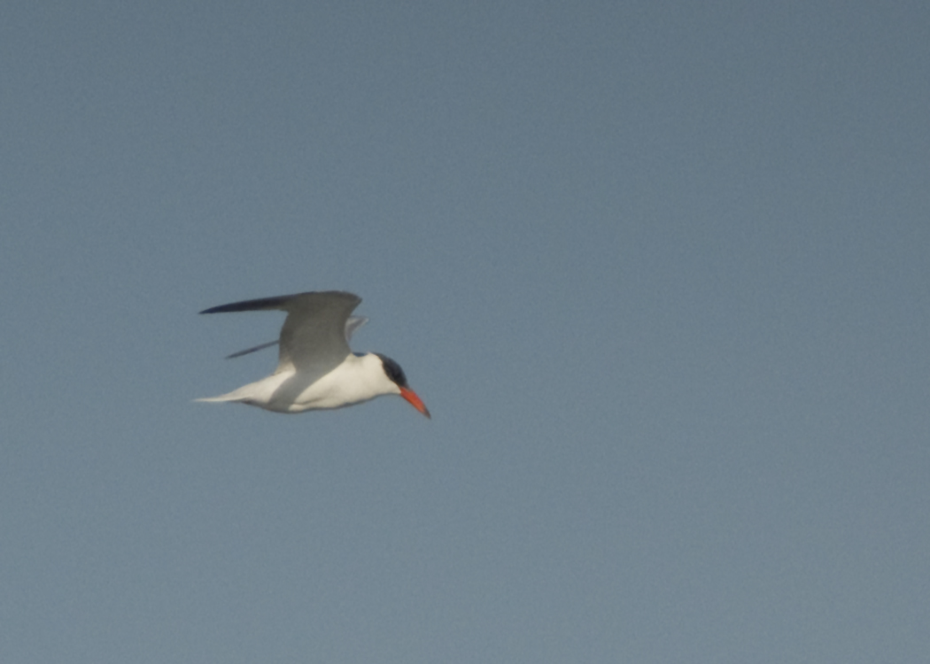 Caspian Tern