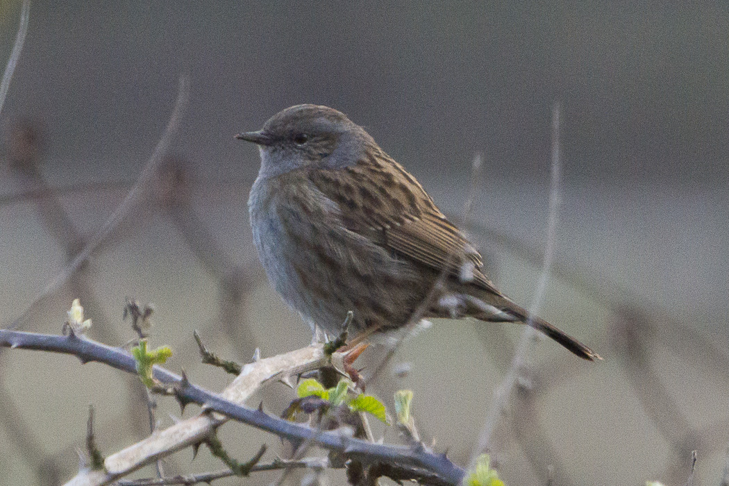 Dunnock
