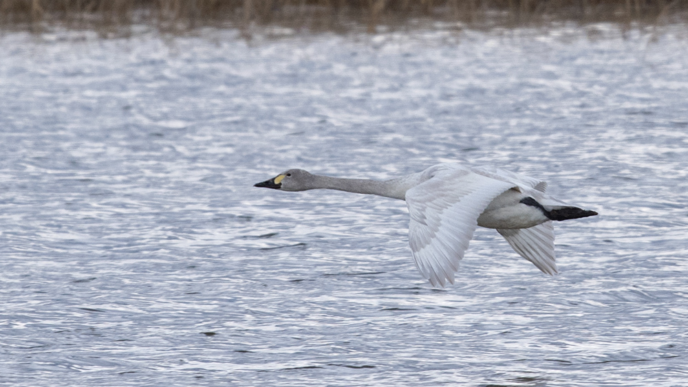 Tundra Swan