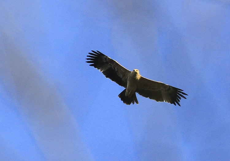Eastern Imperial Eagle