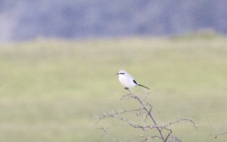 Great Grey Shrike