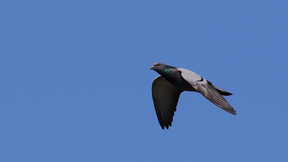 Rock Dove