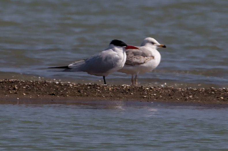 Caspian Tern