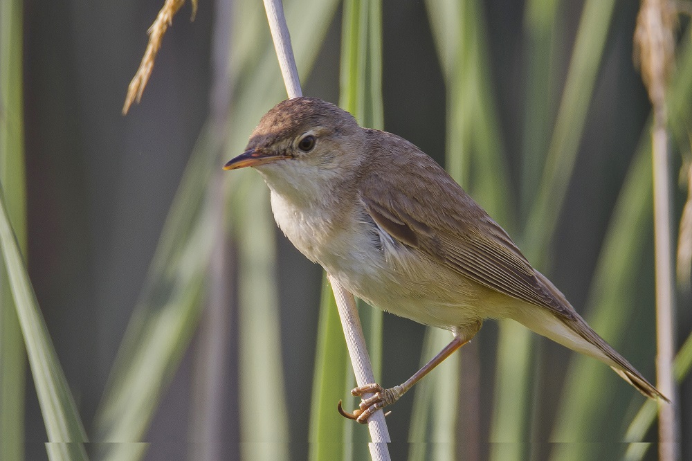 Saz Kamışçını