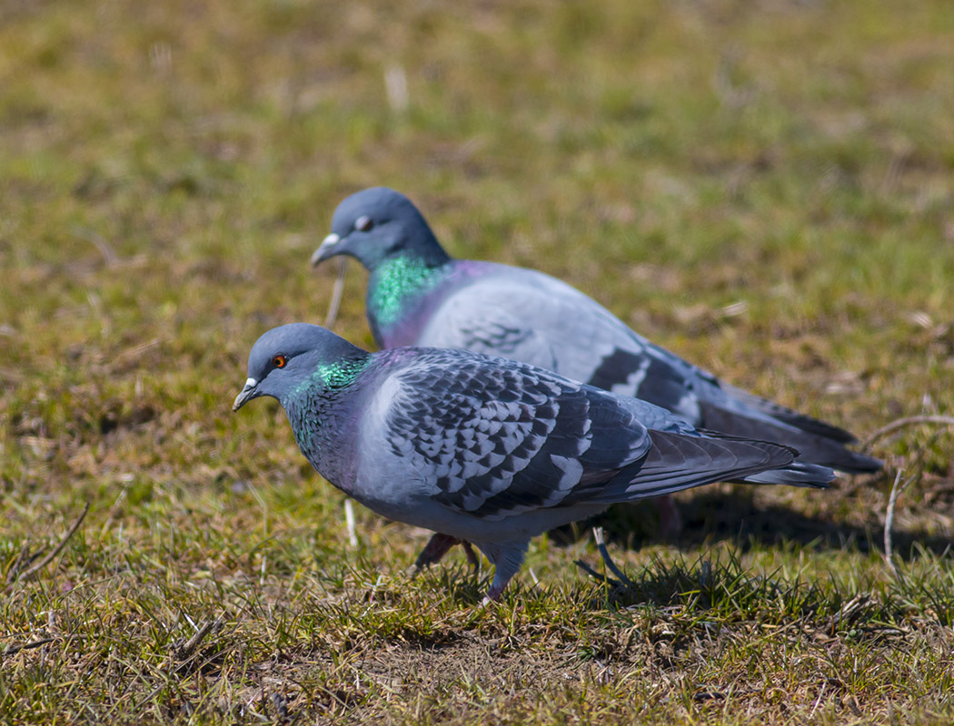 Rock Dove