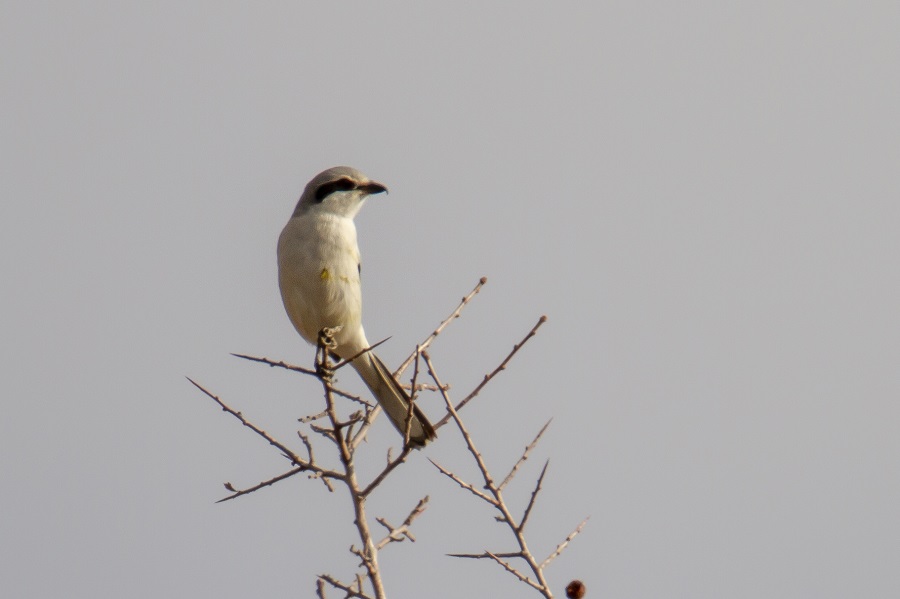 Great Grey Shrike