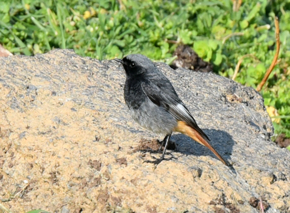 Kara Kızılkuyruk