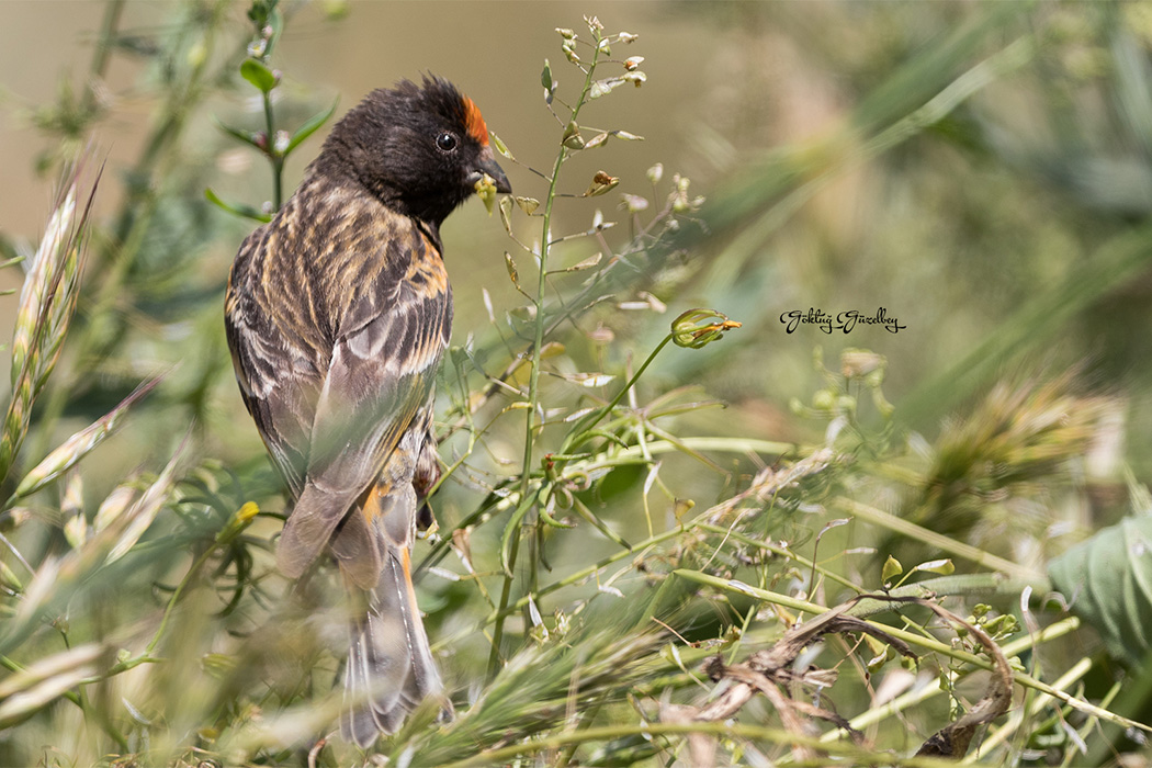 Red-fronted Serin
