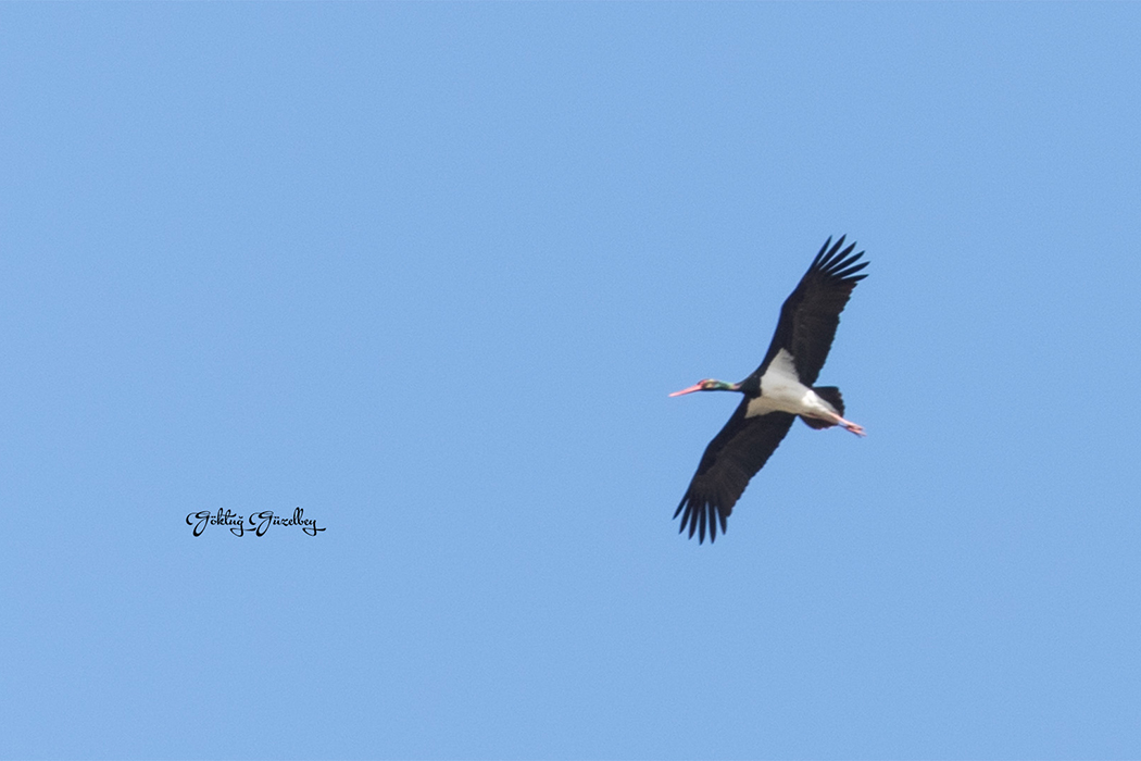 Black Stork