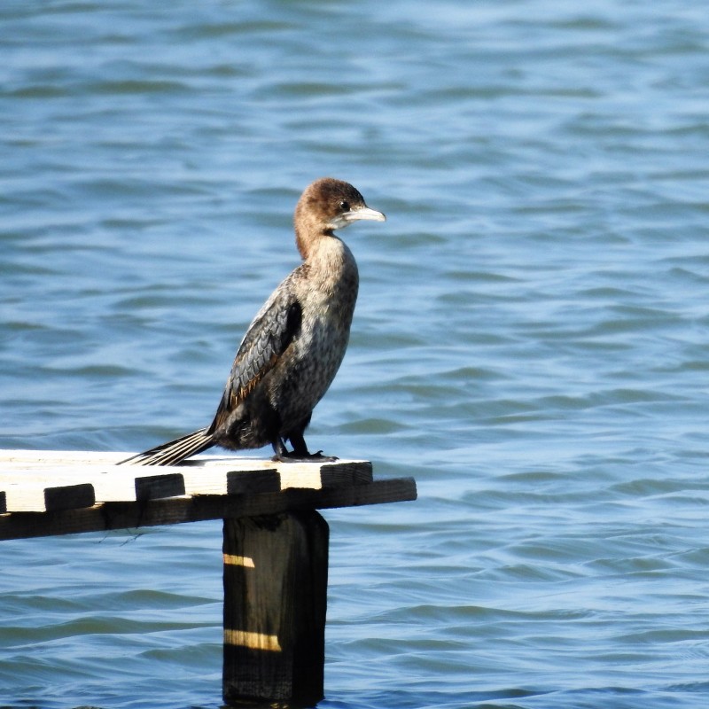 Pygmy Cormorant