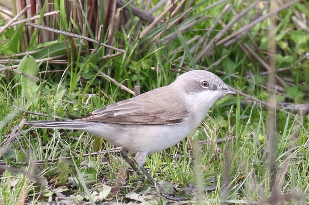 Lesser Whitethroat