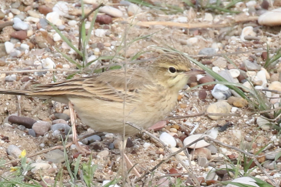 Tawny Pipit