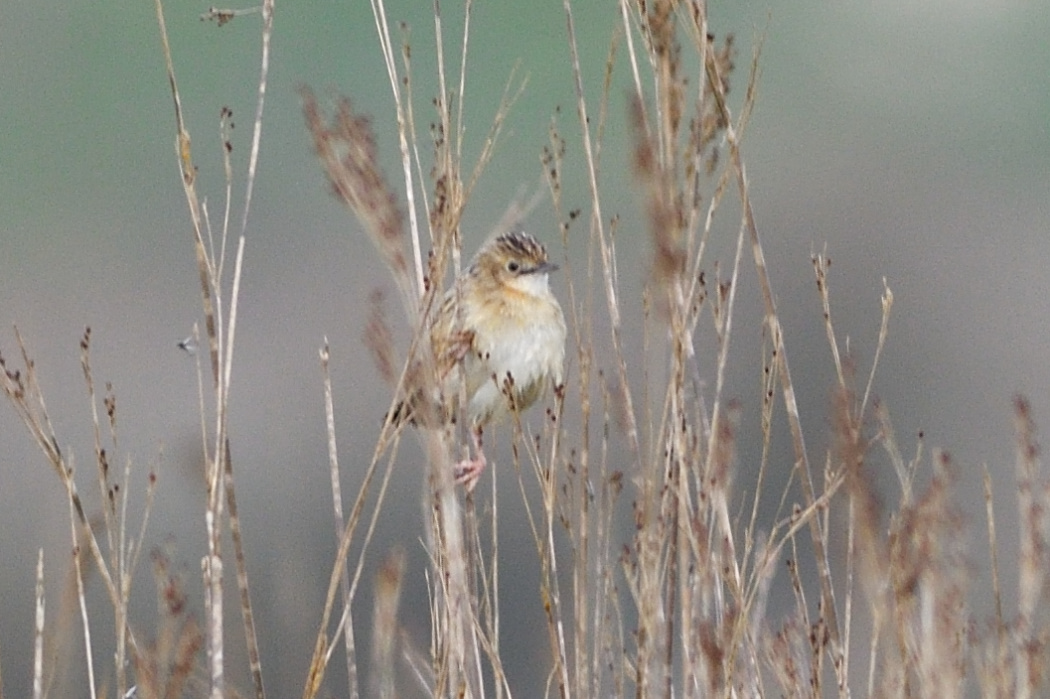 Zitting Cisticola