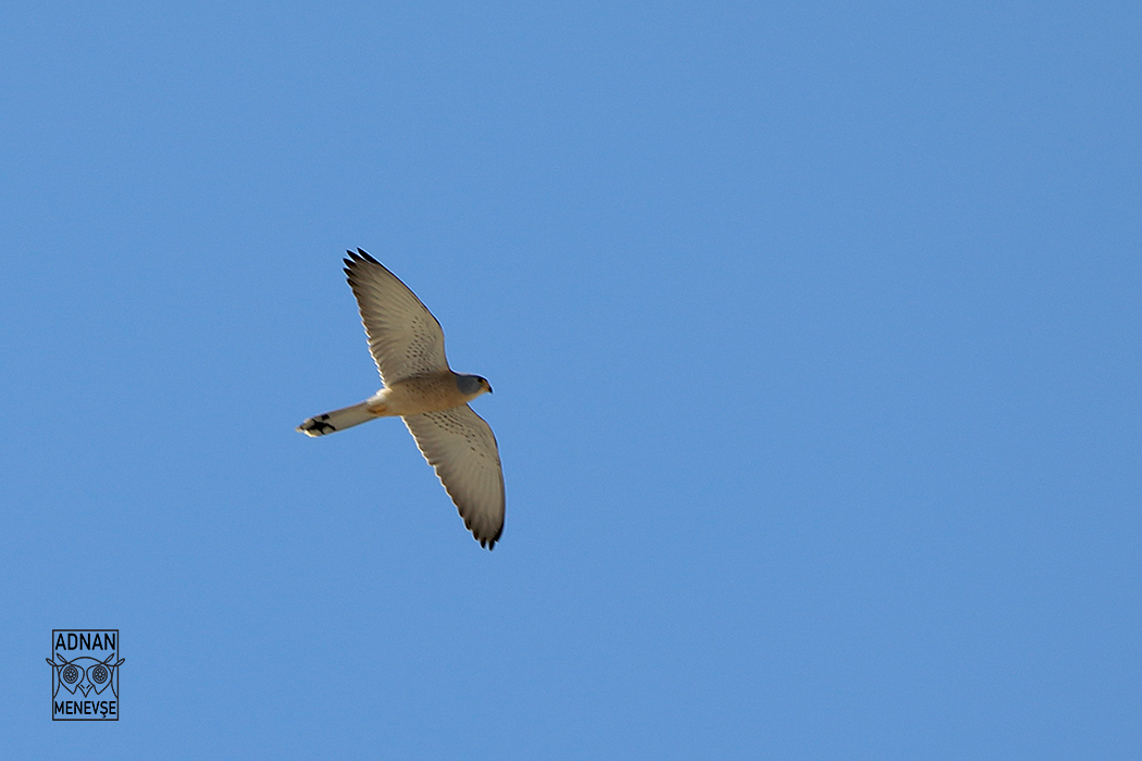 Lesser Kestrel