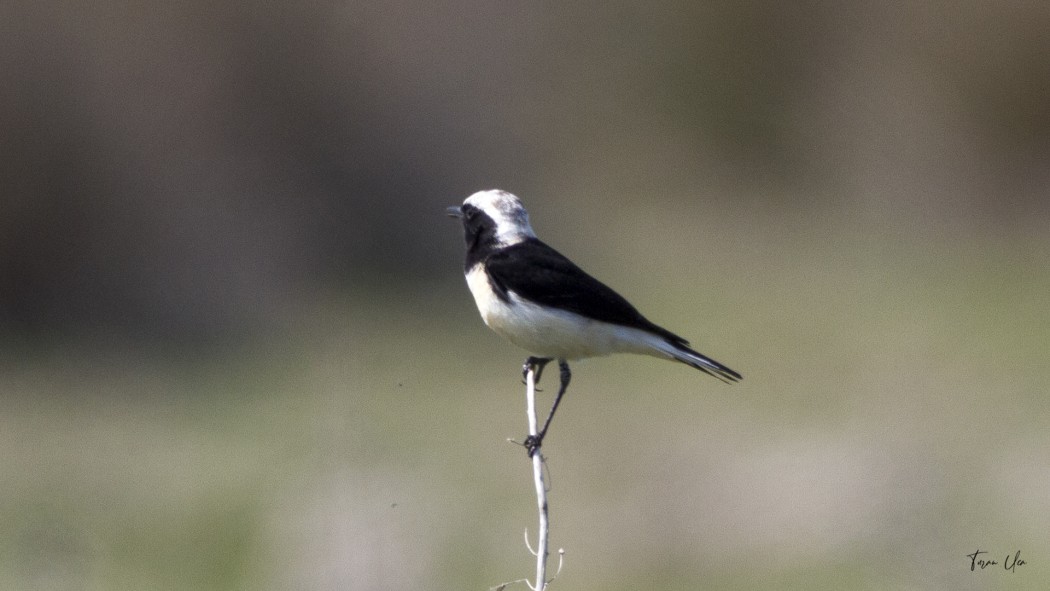 Pied Wheatear