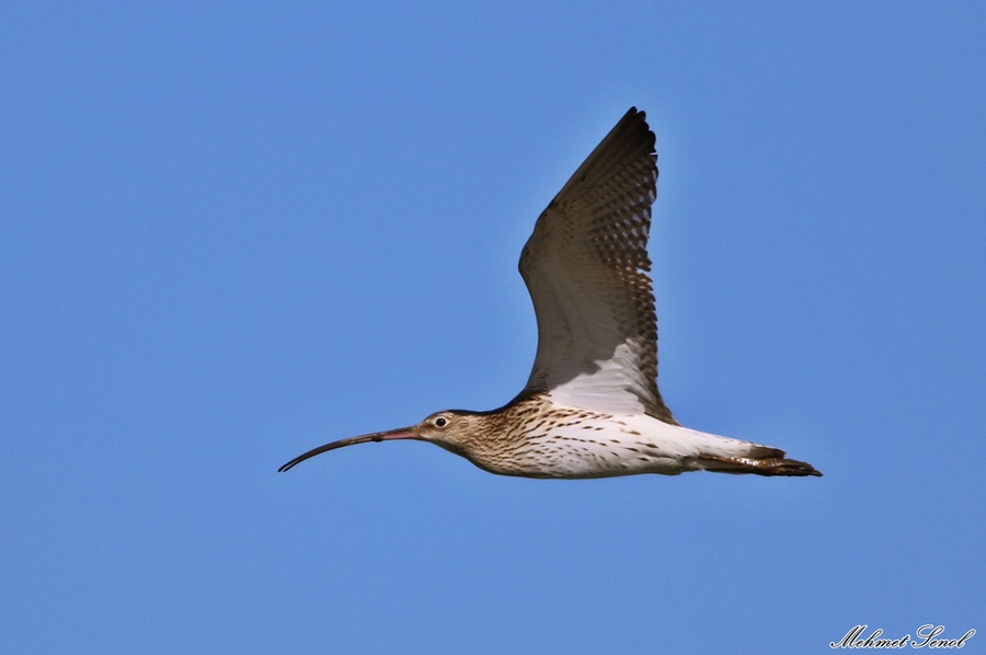 Eurasian Curlew