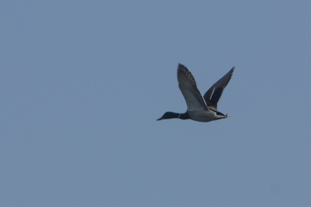 Mallard