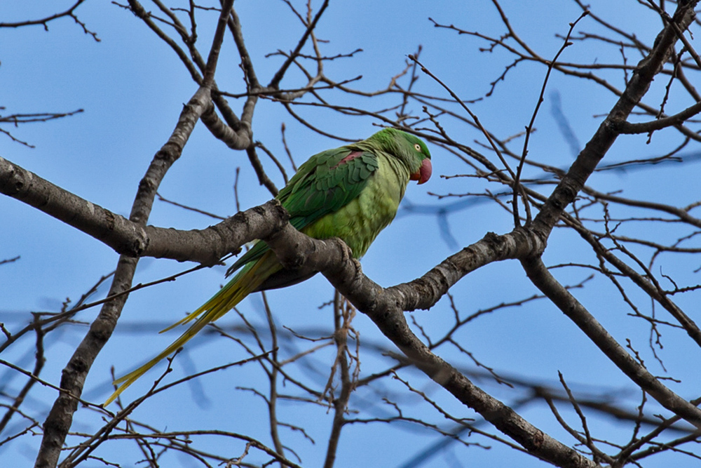 Alexandrine Parakeet