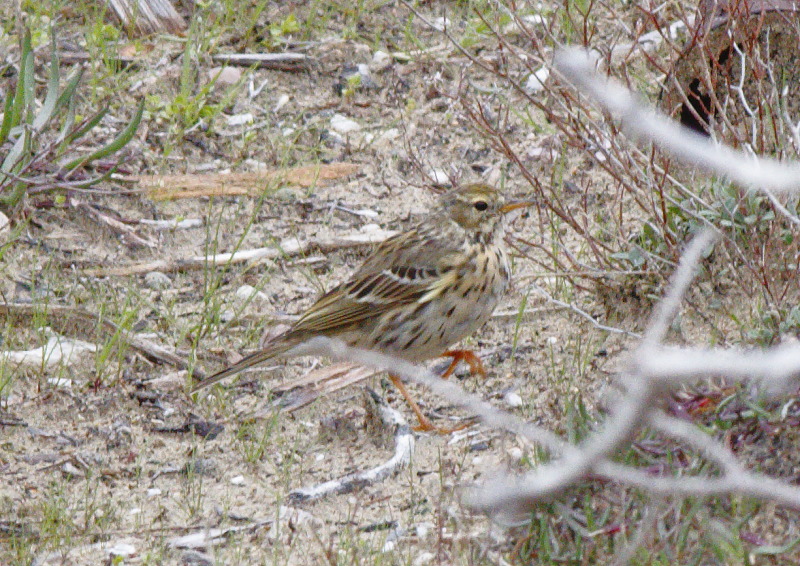 Meadow Pipit