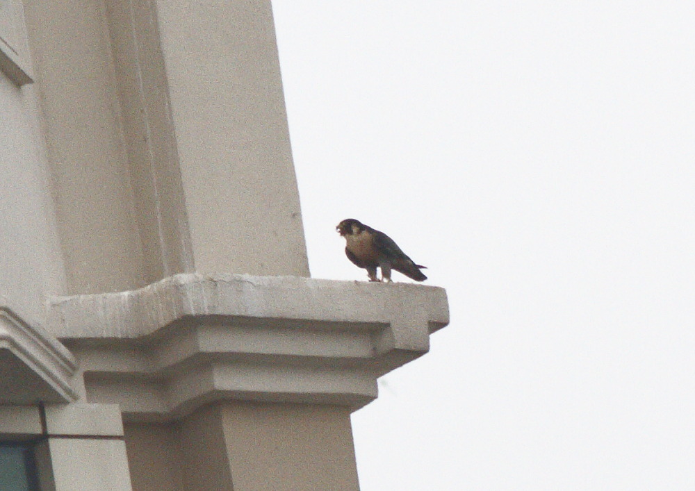 Peregrine Falcon