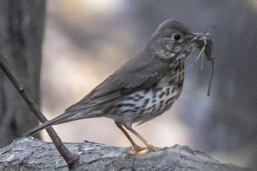 Song Thrush