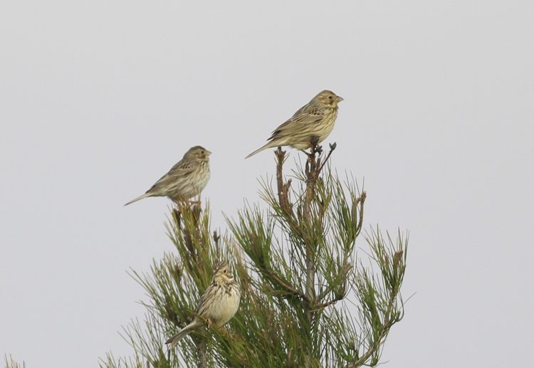 Corn Bunting