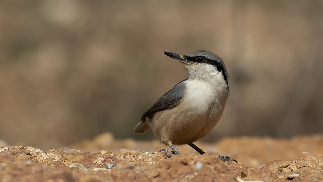 Western Rock Nuthatch