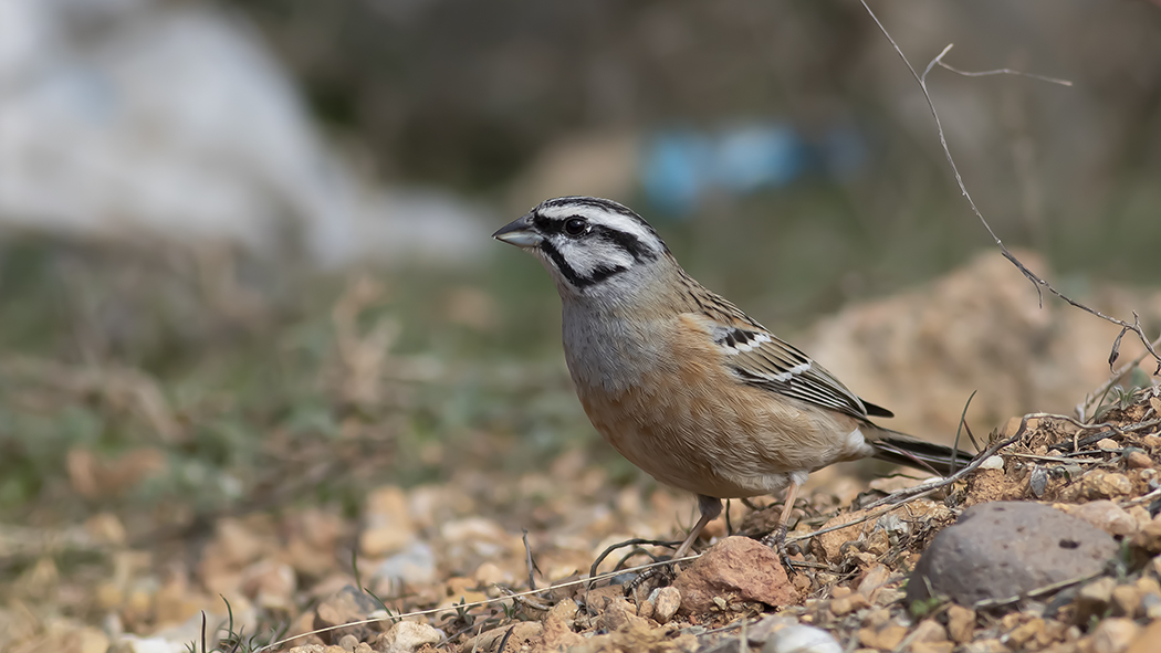 Rock Bunting